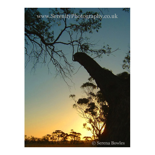 A vew of gum trees at sunset. Western Australia.